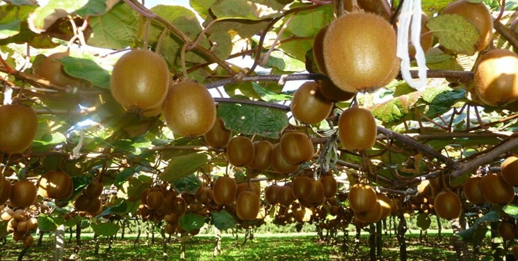 برداشت ۸۵ درصد از محصول کیوی در گیلان